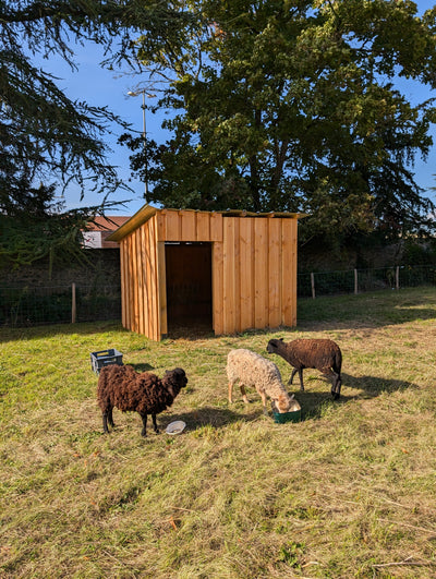 Agropastoralisme : présentation de nos moutons